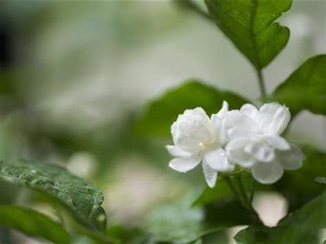 茉莉花顏色|茉莉花的花語代表什麼，不同的顏色代表著不一樣的意。